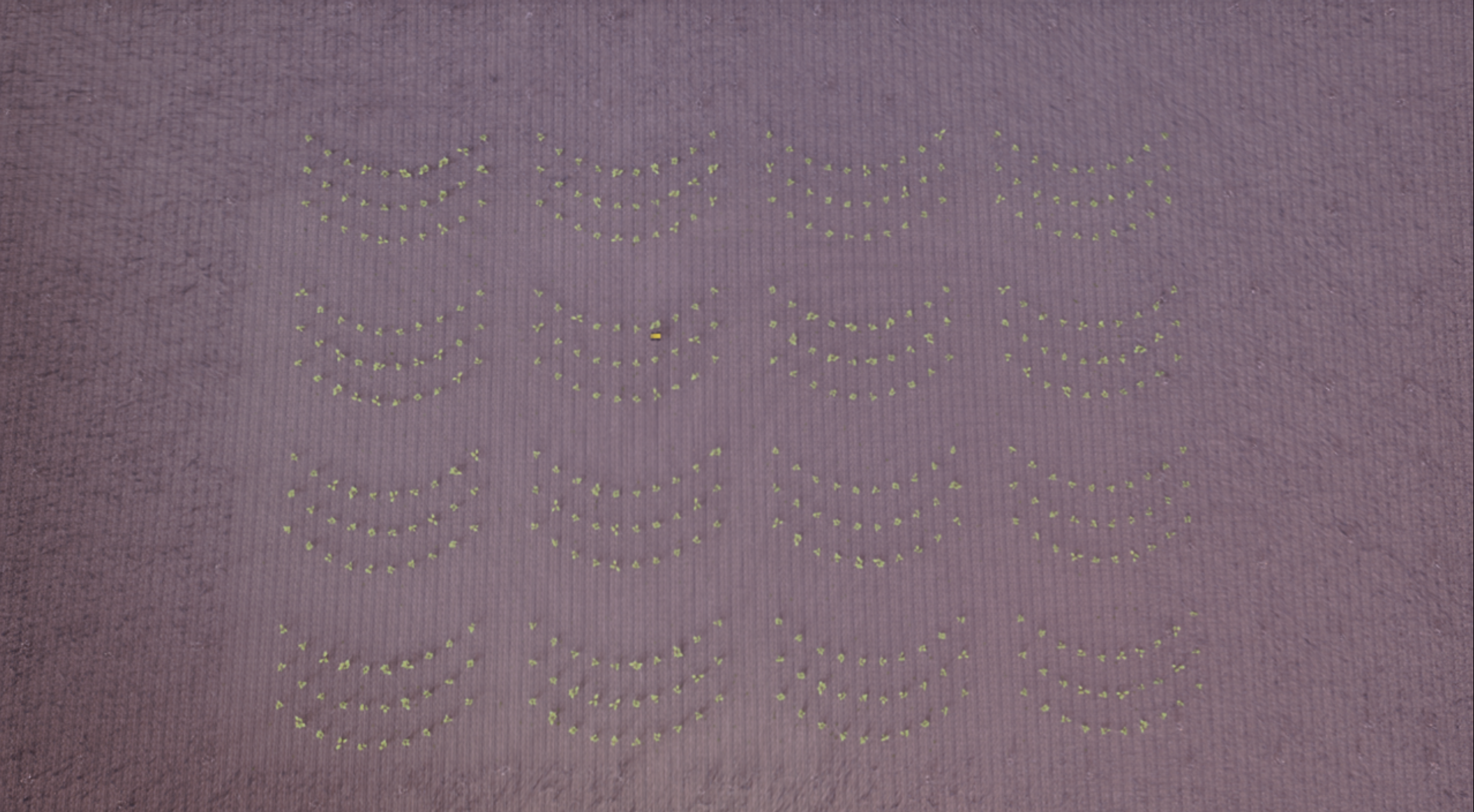 Crop layout example
